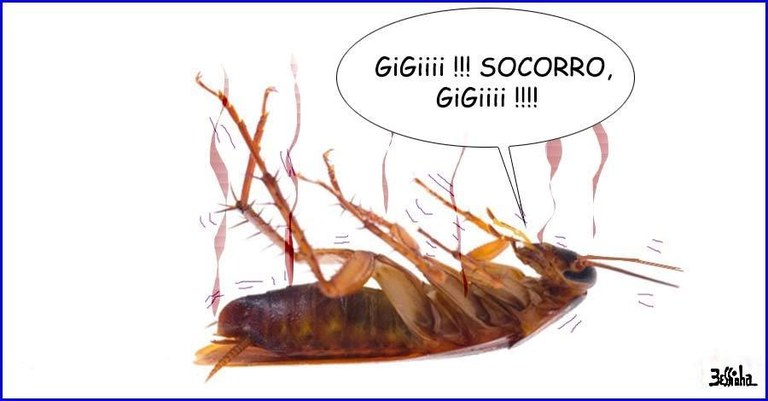 Barata.jpg Barata.jpg