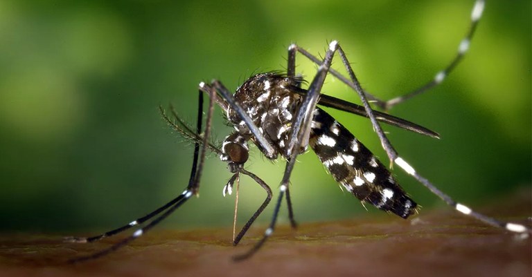 Dengue.jpg Dengue.jpg