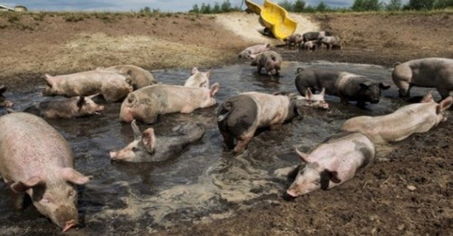 Porquinhos.jpg Quem é o Cunha? E o Pauzinho? E o Dudu? Falta o MT... quem será?