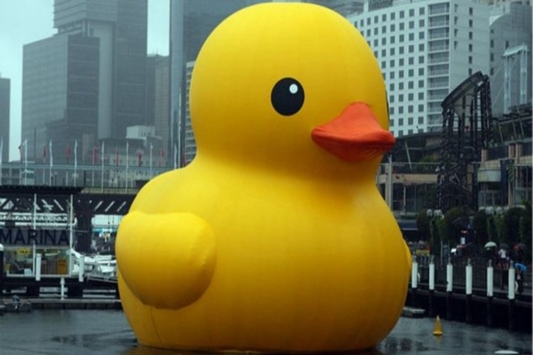 pato_phixr.jpg pato_phixr.jpg