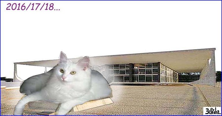 angorá.jpg angorá.jpg