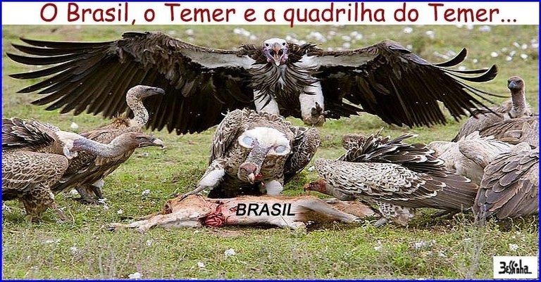 Urubu.jpeg Urubu.jpeg