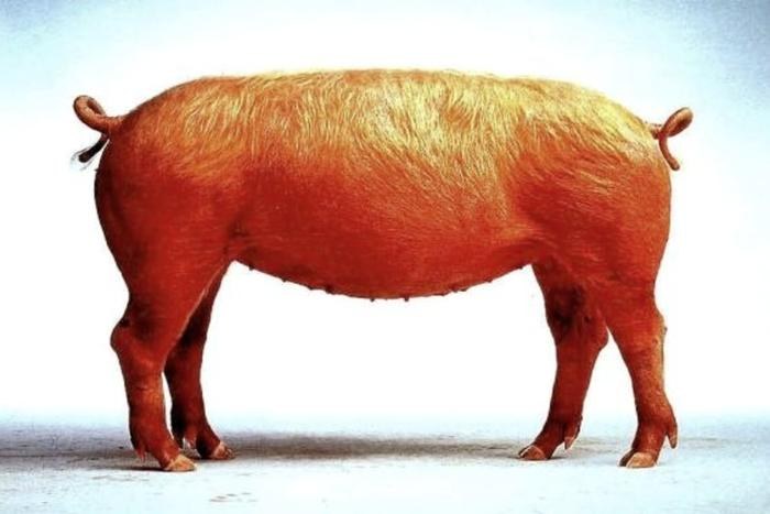 pig_.jpg pig_.jpg