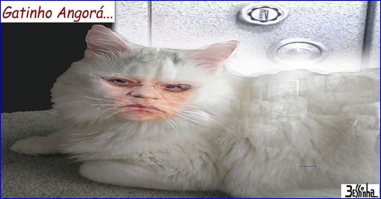 gatinho.jpg gatinho.jpg