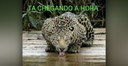 Onca.jpg Onca.jpg