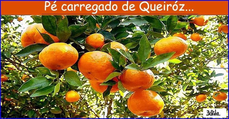 bessinha (3).jpg bessinha (3).jpg
