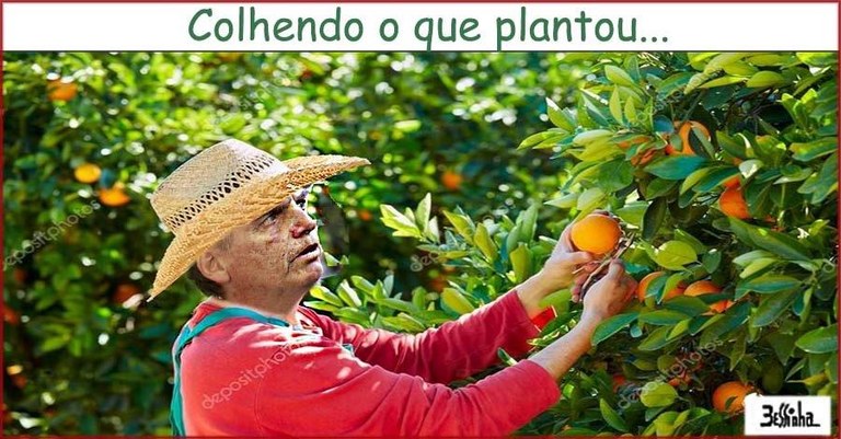 Laranjas.jpg Laranjas.jpg