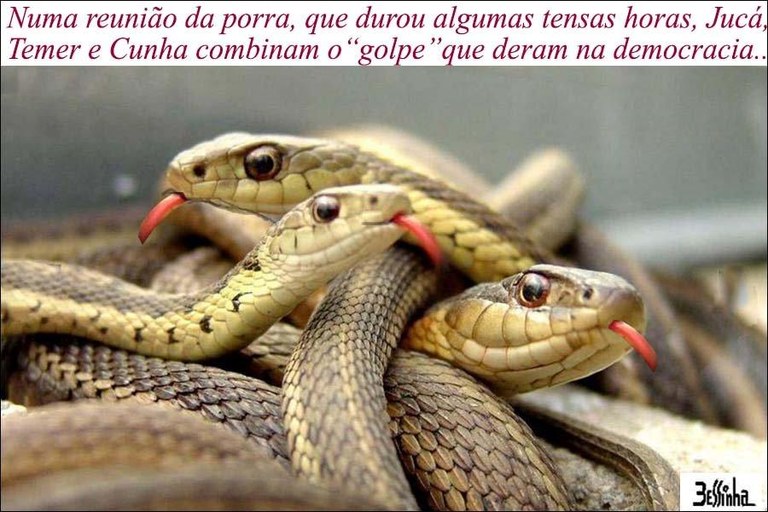 cobras.jpg cobras.jpg